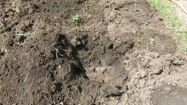 Посадка РАССАДЫ ПОМИДОР в Открытый Грунт / СЕКРЕТ урожайной ПОСАДКИ ТОМАТОВ !!! смотреть онлайн