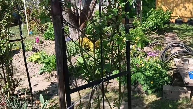 Начала высадку растений в грунт/ делаю новую клумбу/выношу кашпо с растениями??? смотреть онлайн