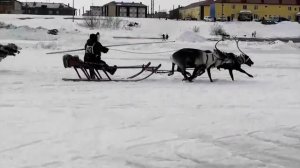 Гонки на оленях в Нарьян-Маре