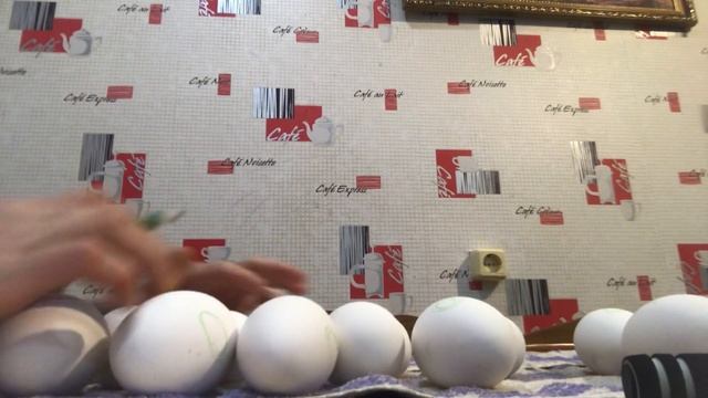 Сколько гусят выведется Из ВЕДРА ЯИЦ ??! Инкубация Гусиных яиц смотреть онлайн