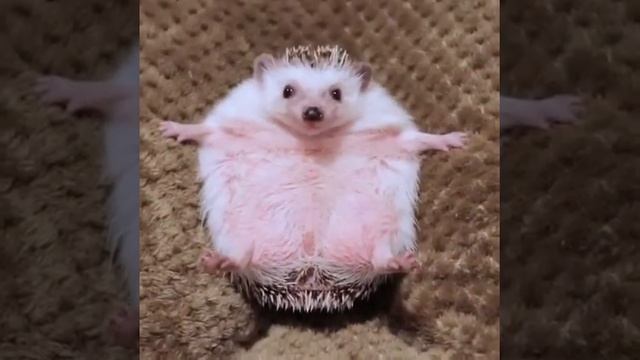 Как надо кормить ежа смотреть онлайн