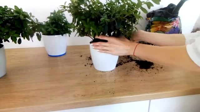 Пересадка азалий в красивые горшки смотреть онлайн