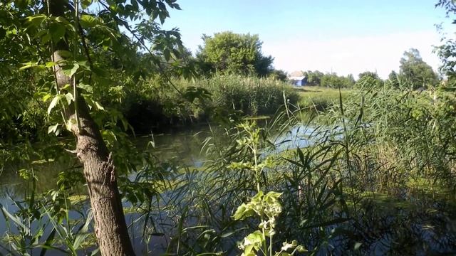 Есть ли у нас сомы - людоеды? смотреть онлайн