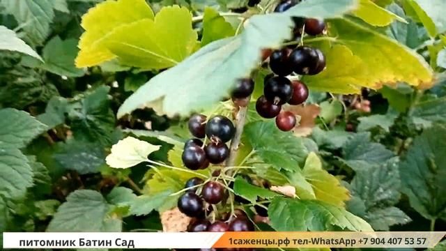 Удалец черная смородина смотреть онлайн