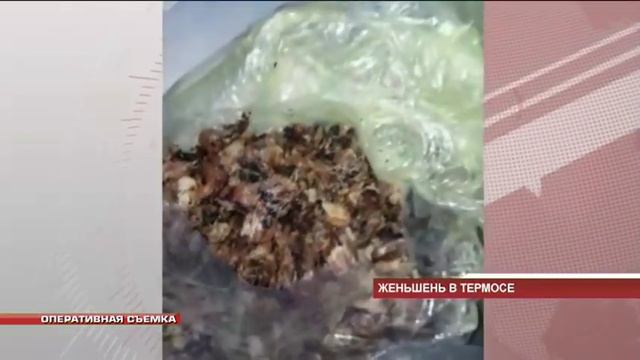 Гражданин КНР пытался вывезти из России корень женьшеня в металлическом термосе смотреть онлайн