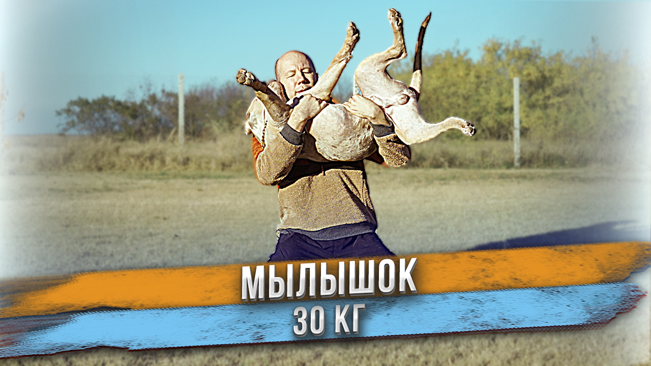 Щенок 5 месяцев - 30 кг! Американский Булли XXL - это серьезно! смотреть онлайн