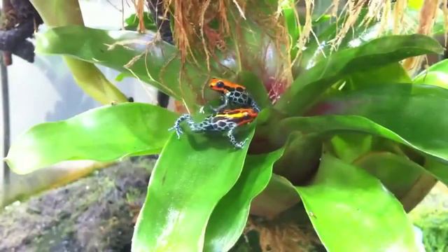 ТОП5 Самые ОПАСНЫЕ ЖИВОТНЫЕ в мире смотреть онлайн