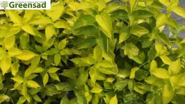 Чубушник «Aureus» видео обзор от Greensad смотреть онлайн