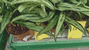 Комнатные цветы в доме? Какие выбрать домашние цветы?