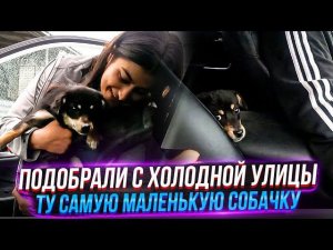 Везу Бориса и Кесси в клинику.  Нашли хозяев для собаки с улицы, Миша забрал ее трясущуюся с холода