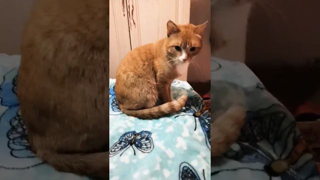 Показываю своих животных, МИЛО.Животные шоу. смотреть онлайн