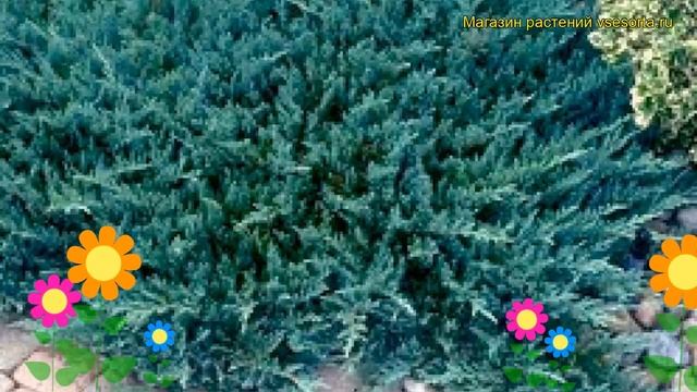 Можжевельник прибрежный Блю Пасифик. Краткий обзор, описание juniperus conferta Blue Pacific смотреть онлайн