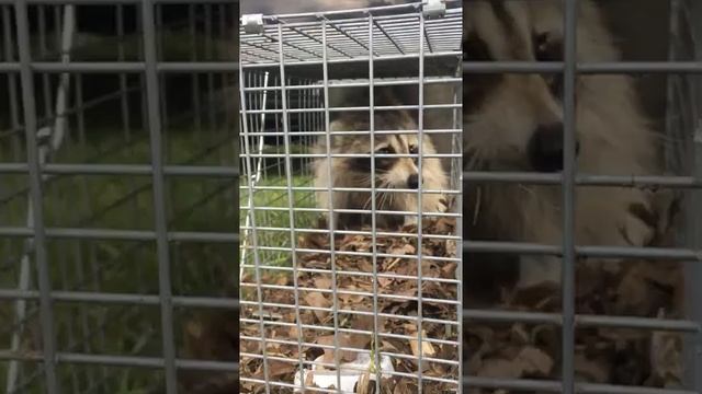 Ricky Raccoon’s Release Part 1 смотреть онлайн