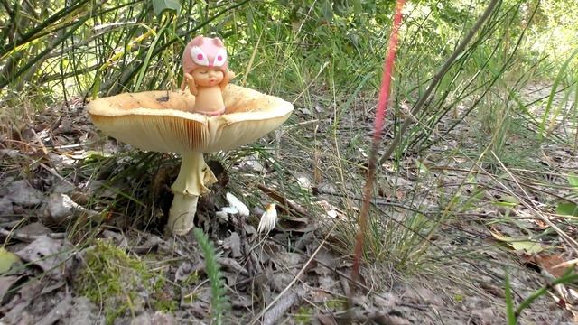 В волшебном загородном лесу с белками. Тюмень. смотреть онлайн