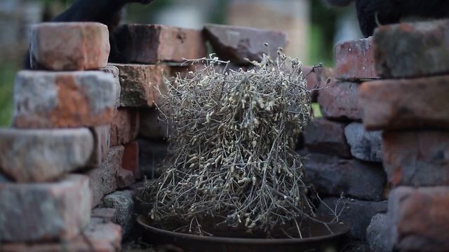 Рецепты здоровья от бабушки Любы. Василек раскидистый. смотреть онлайн