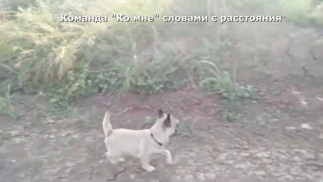 Прогулка по арбузному полю смотреть онлайн