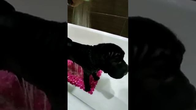 Саванна моется