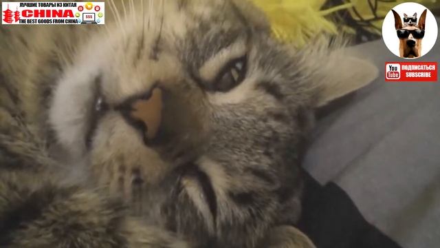 Безумная кошка задумавшая что то страшное * Mad Cat tror noe forferdelig смотреть онлайн