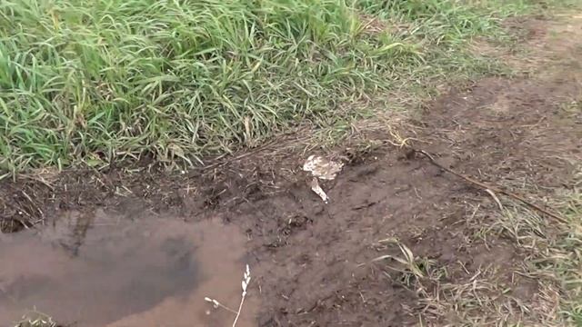 бездонный источник воды посередине лесной дороги! смотреть онлайн