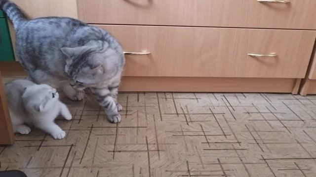 Котенок просит папу кота поиграть а папа кот хочет воспитывать своего котенка Папа с дочкой смотреть онлайн