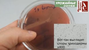 Обзор препарата Триходерма вериде. Поможет ли от всех болезней?