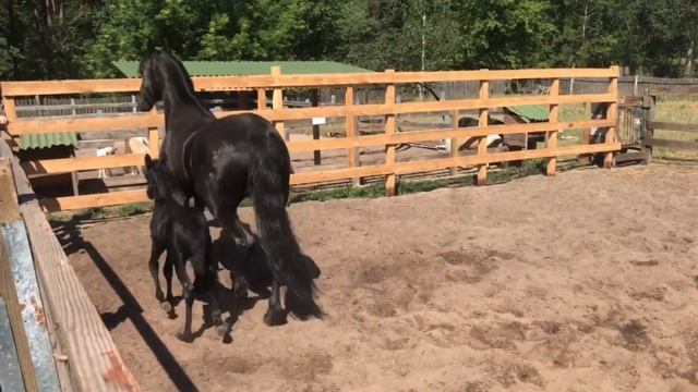 Продам Фриза кобылу с жеребенком смотреть онлайн