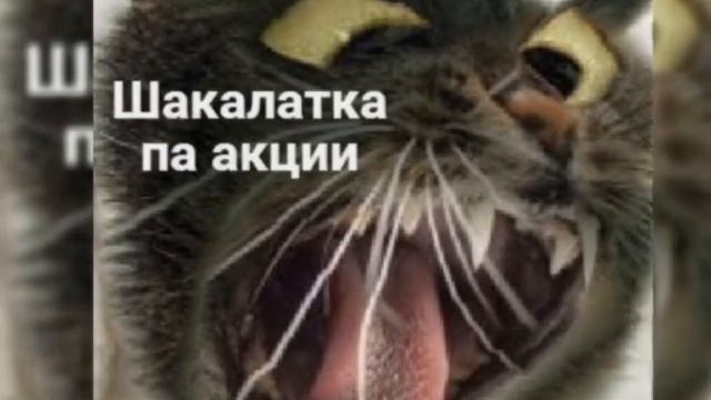 Мемасики, 1час смеха, умор, котики , милота года