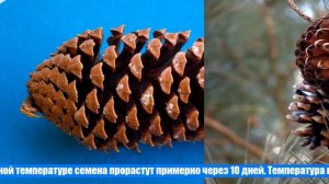 Как вырастить сосну из шишки