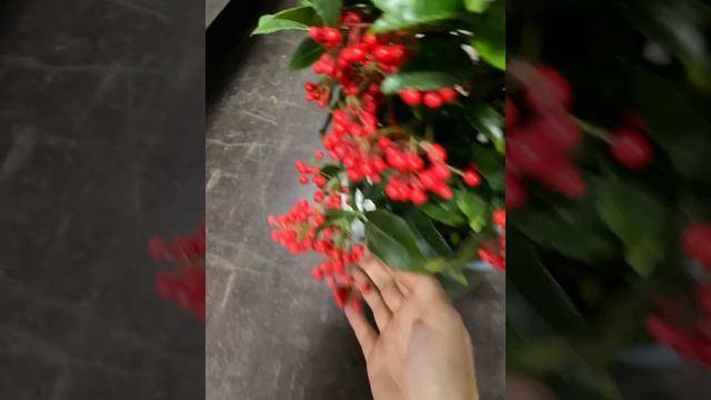 Ардизия Крената Бос Премиум Ред 14/40 смотреть онлайн