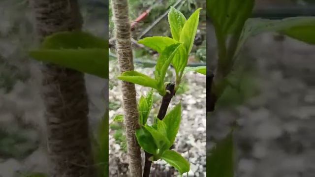 видео Привет/ОТЗЫВ из г.Геленджик о саженцах #наташинисерёжинсад смотреть онлайн