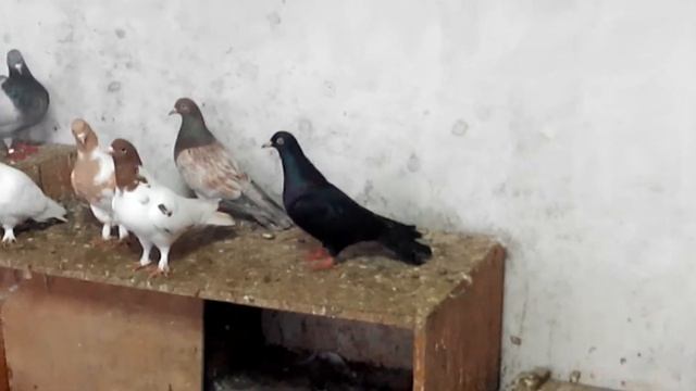 Бойные голуби 30.12.2018 смотреть онлайн