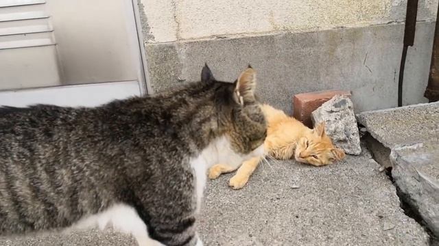 すれ違う猫に片っ端からケンカを売る野良猫 смотреть онлайн