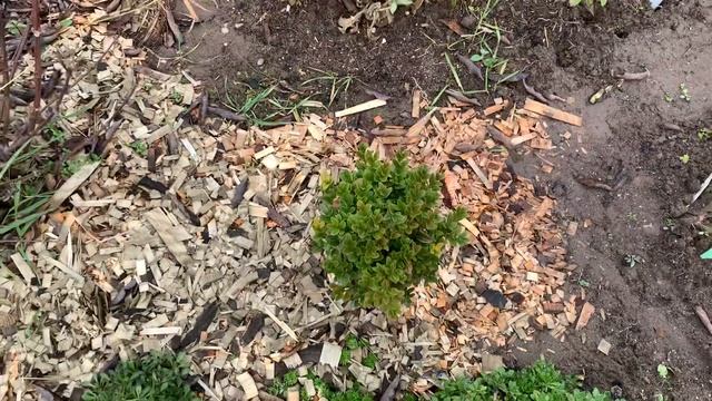 Как укрыть молодые посадки растений! смотреть онлайн