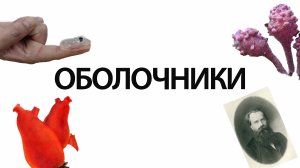 ОБОЛОЧНИКИ|| Недооцененные хордовые