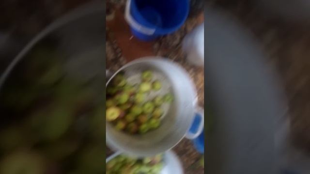 подготовка яблок к зиме