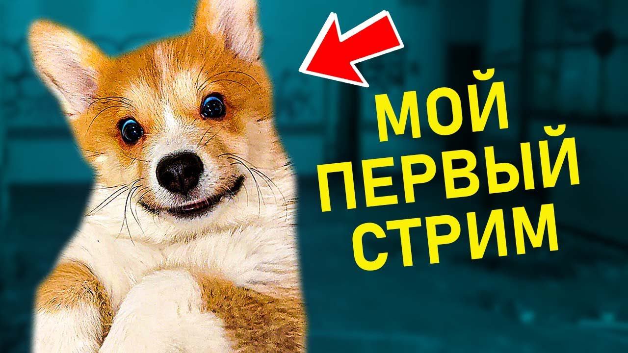 МОЙ ПЕРВЫЙ СТРИМ! Корги Коржик в прямом эфире! (Корги коржик) Говорящая собака смотреть онлайн