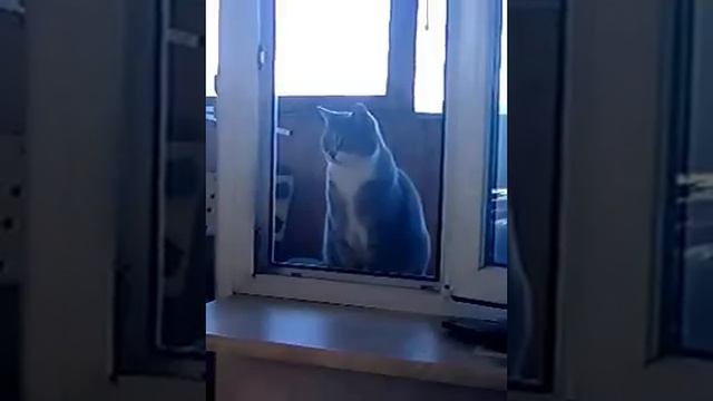 кот и хобот смотреть онлайн