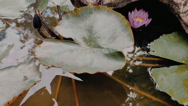 🔴 Цветные тропические лилии - нимфеи для выращивания в пруду и дома в вазоне! смотреть онлайн