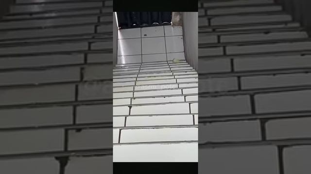 Разбил бутылки по лестнице на 1000$ смотреть онлайн