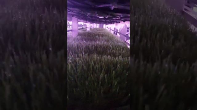 Гидропоника. Сочные корма. смотреть онлайн