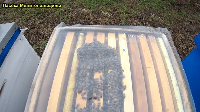 Зимовка пчел ППУ ППС и дереве наличие влаги смотреть онлайн