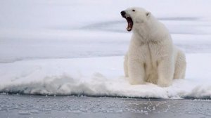 звуки животных, белый медведь #