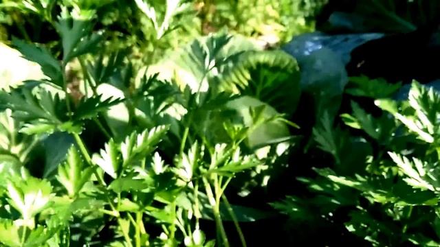 Мои сорта капусты. смотреть онлайн