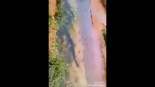 АНАКОНДА В Узбекистане смотреть онлайн