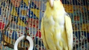 Как поймать не ручного попугая кореллу.