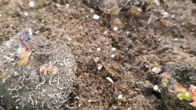 КЛУБНИ БЕГОНИИ ПРОСНУЛИСЬ И ПОКАЗАЛИ НОВЫЕ ПОБЕГИ. ЛЁГКИЙ СПОСОБ ПРОБУДИТЬ БЕГОНИЮ ПОСЛЕ ПОКОЯ. смотреть онлайн