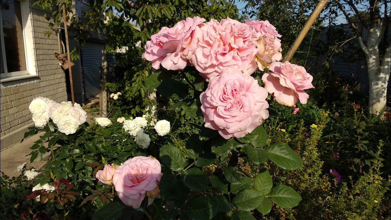 Розы. Сочетание роз между собой #3 смотреть онлайн