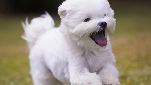 Мальтийская болонка плюсы и минусы породы | Собаководство | Собака Мальтийская болонка смотреть онлайн