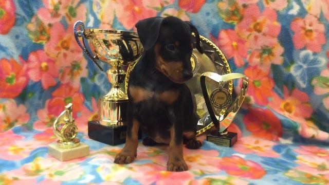 Джернел-кеннеЛ Щенки ЦВЕРГПИНЧЕРА! Продажа-2месяца. смотреть онлайн