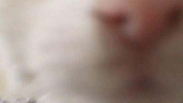 Кошачий будильник смотреть онлайн